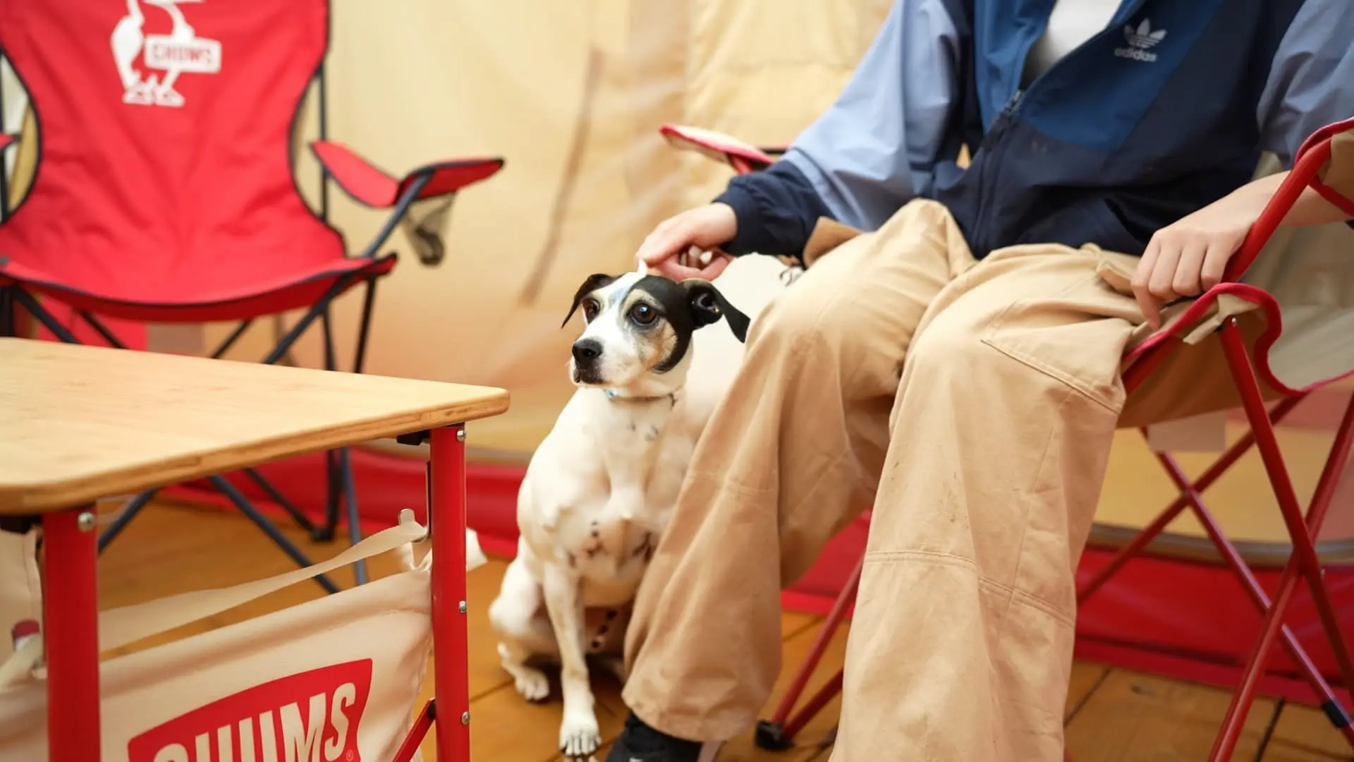 ペットキャンプ